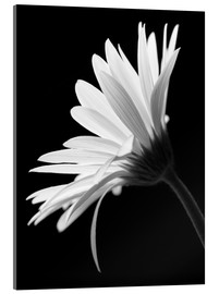 Acrylglasbild  Die Blume - Falko Follert