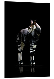 Acrylglasbild  Okapi - Werner Dreblow