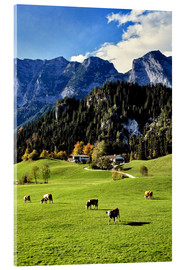 Acrylglasbild  Alpen und Weidekühe - Ric Ergenbright