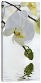 Leinwandbild  Orchidee - Atteloi