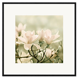 Gerahmter Kunstdruck  Magnolienblüte - Atteloi
