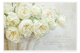 Poster white roses