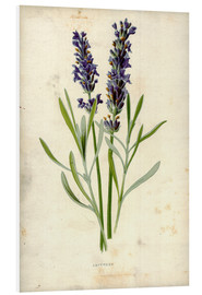 Hartschaumbild  Lavendel - Frederick Edward Hulme