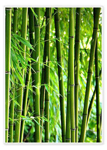 Poster Bambus