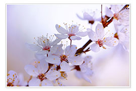 Poster Japanische Kirchblüten