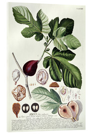 Acrylglasbild  Feige (Ficus) - Georg Dionysius Ehret