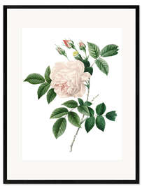 Gerahmter Kunstdruck  Cyme Rose - Pierre Joseph Redouté