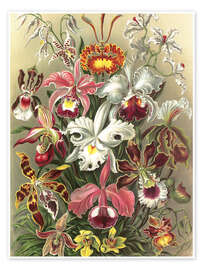 Poster  Orchidae (Kunstformen der Natur: Grafik 74) - Ernst Haeckel