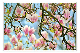 Poster Magnolien Blick in den Frühling