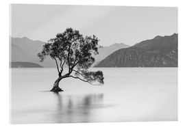 Acrylglasbild  Einsamer Baum / schwarz-weiß - Sebastian Warneke