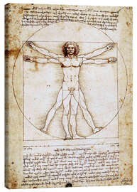 Leinwandbild  Vitruvianischer Mensch - Leonardo da Vinci