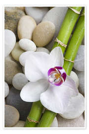 Wandbild  Bambus und Orchidee - Andrea Haase Foto