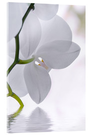 Acrylglasbild  Orchidee - Atteloi