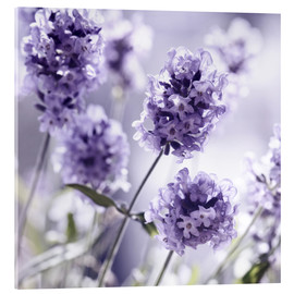 Acrylglasbild  Lavendel - Atteloi
