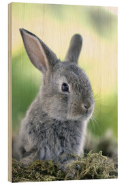 Holzbild  Graues Kaninchen - Greg Cuddiford