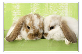 Poster Zwei Kaninchen