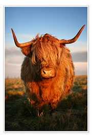 Wandbild  Highlander - Hochland Rind - Highland Cattle - Martina Cross