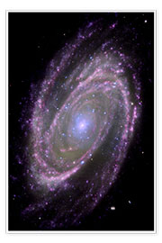Poster Spiralgalaxie M81