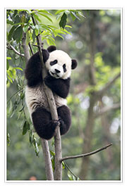 Wandbild  Kletternder Panda - Tony Camacho