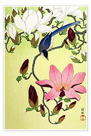 Poster Vogel mit rosa und weißen Magnolienblüten