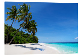 Acrylglasbild  Palmenstrand auf den Malediven - Martin Child
