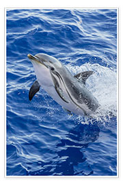 Poster Erwachsener gestreifter Delphin