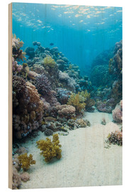 Holzbild  Korallenriff im blauen Wasser - Mark Doherty