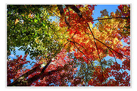 Poster Herbstfarben II