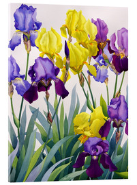 Acrylglasbild  Gelbe und lilafarbene Iris - Christopher Ryland