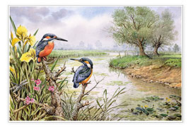 Poster Eisvögel am Flussufer