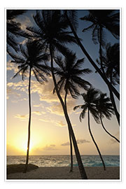 Poster Palmen in der Morgendämmerung