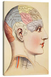 Leinwandbild  Karte des menschlichen Gehirns (Englisch) - Wunderkammer Collection