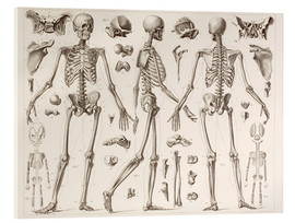 Acrylglasbild  Skelett eines ausgewachsenen Menschen - Wunderkammer Collection