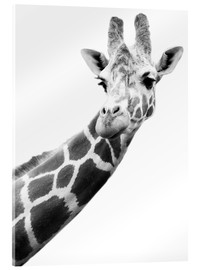 Acrylglasbild  Giraffe in Schwarz-Weiß - Darren Greenwood