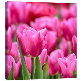 Leinwandbild  Tulpen in pink - Filtergrafia