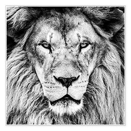 Poster König Löwe – Schwarz/Weiß