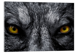 Acrylglasbild  Der böse Wolf