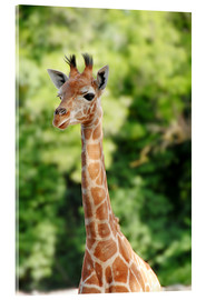 Acrylglasbild  Baby-Giraffe im Porträt
