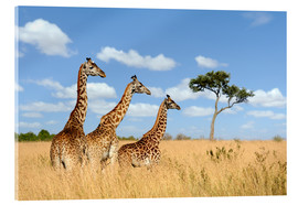 Acrylglasbild  Giraffen Trio
