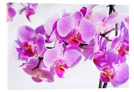 Acrylglasbild  Schöne rosa-magenta Orchidee