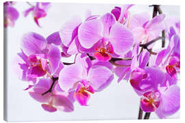 Leinwandbild  Schöne rosa-magenta Orchidee