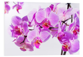 Hartschaumbild  Schöne rosa-magenta Orchidee