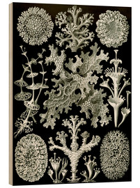 Holzbild  Lichens (Kunstformen der Natur: Grafik 83) - Ernst Haeckel