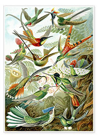 Poster  Kolibris, Trochilidae (Kunstformen der Natur, 1899) - Ernst Haeckel