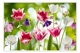 Poster  Tulpen und Akelei