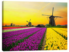 Leinwandbild  Holländische Windmühlen und Tulpenfelder