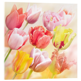 Acrylglasbild  Verschiedene Tulpen