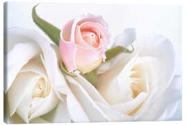 Leinwandbild  Rosen auf weißem Hintergrund