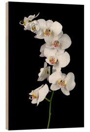 Holzbild  Orchidee auf schwarzem Hintergrund