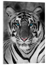 Acrylglasbild  Tigerportrait mit Farbakzenten